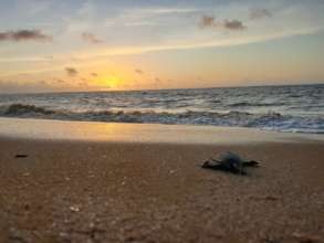Turtle heroes: Protecting Sea Turtles in Suriname