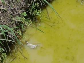 Animals share this water source.