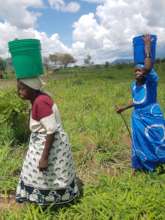 Eldery ladies continue to work hard