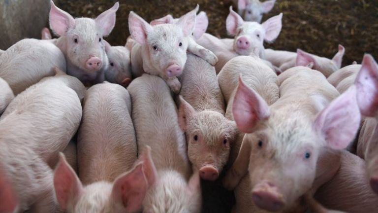 Improve Animal Health through information Tech