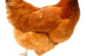Improve Animal Health through information Tech
