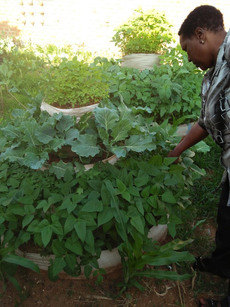 Youth and Women in vegetable production in Kitui