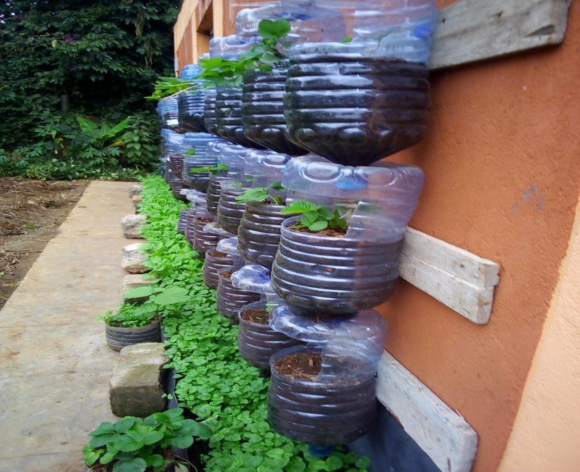 Youth and Women in vegetable production in Kitui
