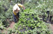 Youth and Women in vegetable production in Kitui