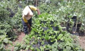 Youth and Women in vegetable production in Kitui