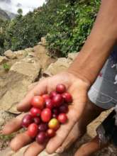 coffee product of farm supported by the project