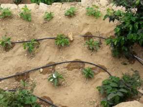 Irrigation system implemented by the project
