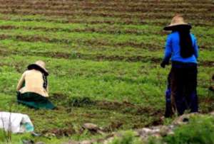 youth women supported by the project,collect crops