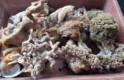 Sustainable Sponge Farming