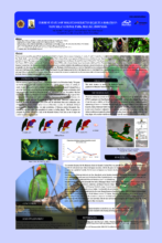 Poster of Dudi's research on Eclectus Parrots