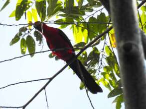 Moluccan King-parrot (photo by Dudi Nandika)
