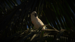 Salmon-crested Cockatoo on Seram Island
