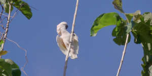 Project field-leader Dudi during the parrot census