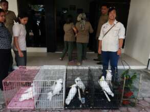 Dudi Nandika with confiscated parrots