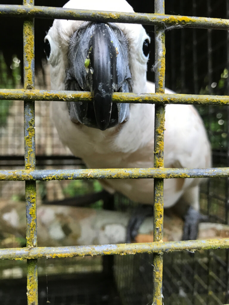 Raising awareness on wildlife trade in Indonesia
