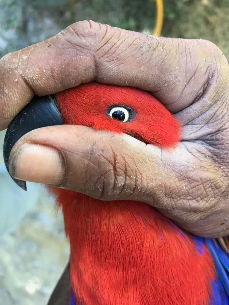 Confiscated parrot