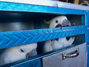 Confiscated cockatoos