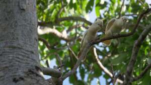 Wild-living Goffin's Cockatoos in the Malukus.