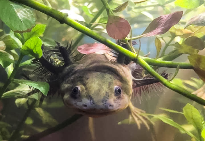 Create a refuge for the Axolotl in Xochimilco