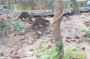 Otter with filed teeth and his new friend