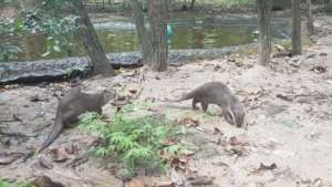 Otters enjoying natural enclosure with large pool