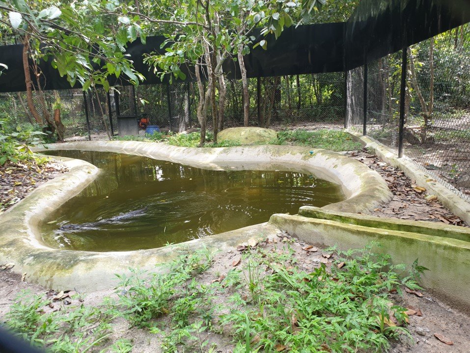 Urgent care costs for a rescued otter in Cambodia