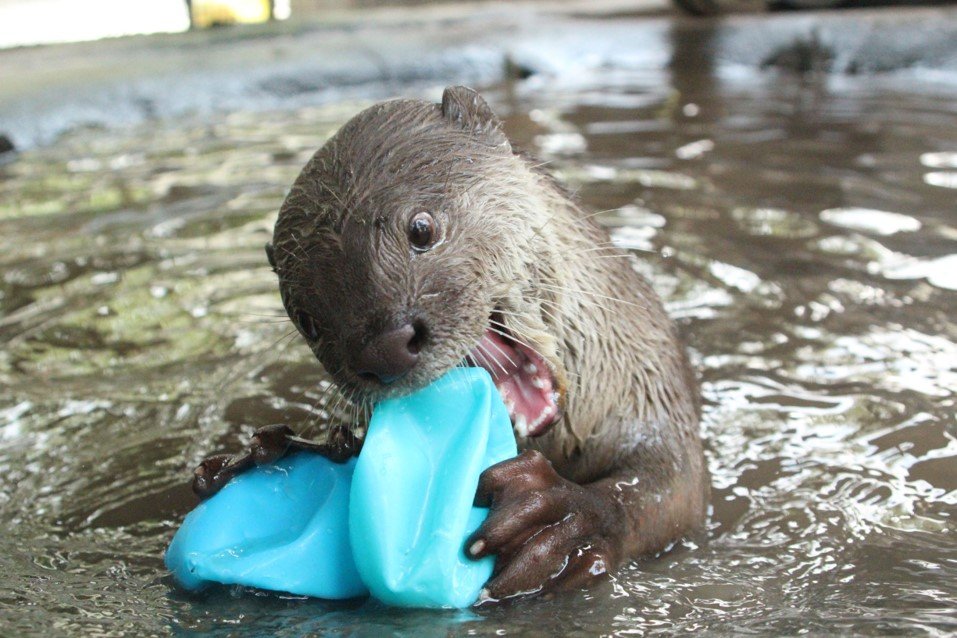 Urgent care costs for a rescued otter in Cambodia