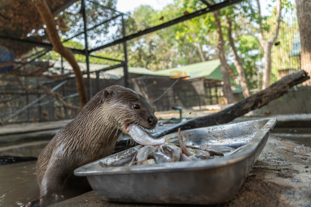 Urgent care costs for a rescued otter in Cambodia