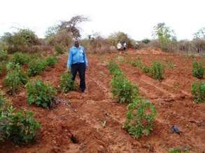 Farmers field