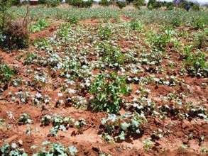 Intercropping