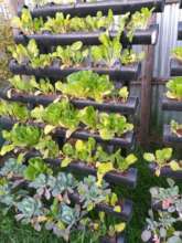 Our Long Term Solution Vertical Farming