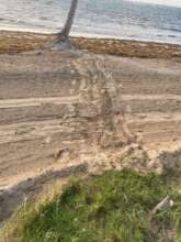 Turtle Tracks at Pointe Sable Saint Lucia