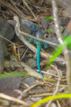 Male Saint Lucia Whiptail Lizard