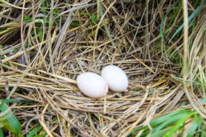 Scaly Naped Pigeon Nest with Eggs