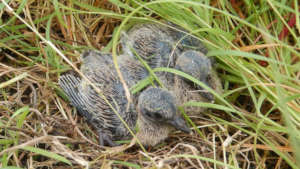 Scaly Naped Pigeon Hatchlings on Maria Major