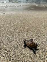 Turtle Hatchling at Pigeon Island Saint Lucia