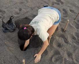 Burying an olive ridley nest, Hawaii Hatchery