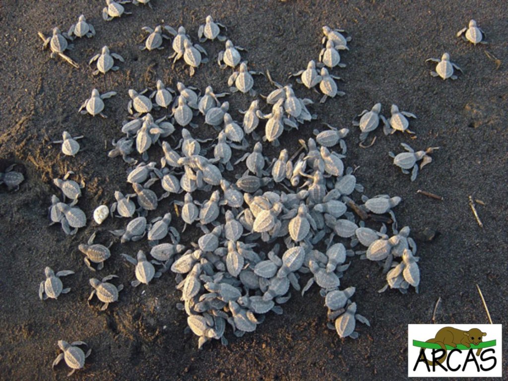 Sea Turtle Conservation in Times of Covid-19