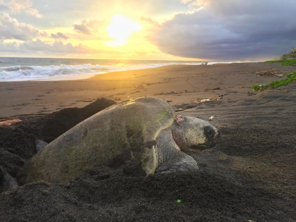Sea Turtle Conservation in Times of Covid-19