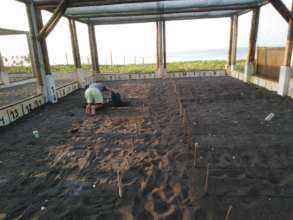 Burying nests in the Hawaii Hatchery