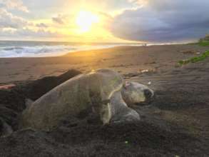 Olive Ridley Sea Turtle