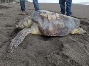 Stranded olive ridley sea turtle