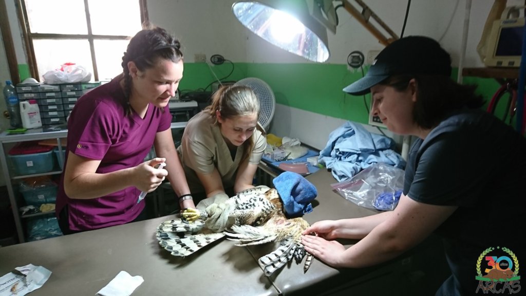 Rescuing Guatemalan Wildlife in times of COVID-19