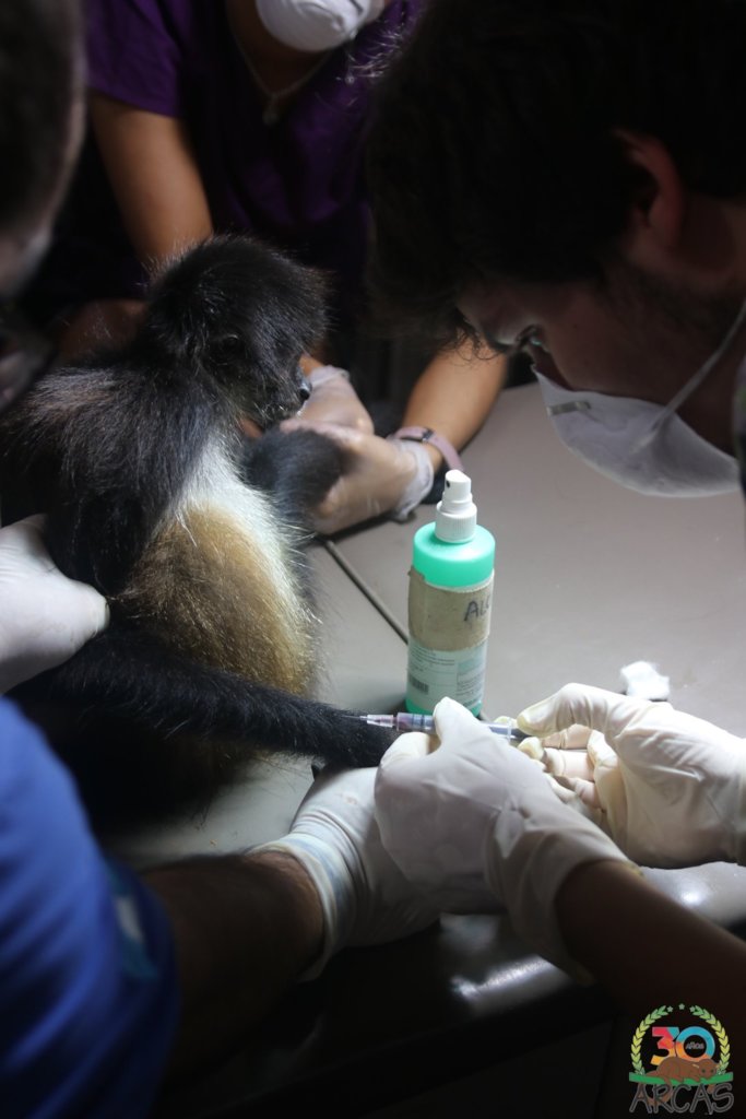Rescuing Guatemalan Wildlife in times of COVID-19