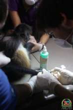 Vet-Clinic