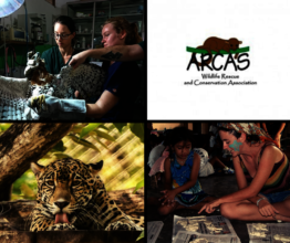 Rescuing Guatemalan Wildlife in times of COVID-19