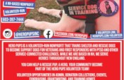 Train and pair a service dog with a veteran