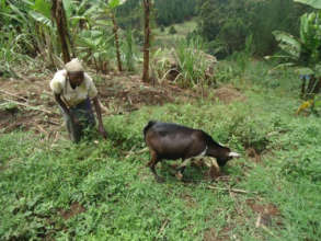Consirantah and the goat she was able to buy