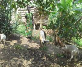 Ellina with her pigs