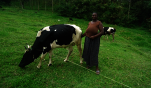 Evas and her cow